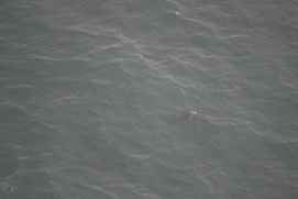 Missing Picture